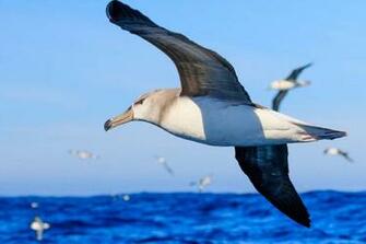 Albatross Image Mag