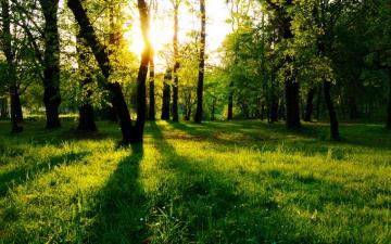 Nature Wallpaper Tree Teahub Io