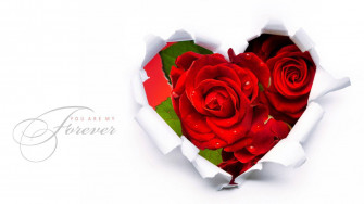 Love Rose Picture Wallpaper
