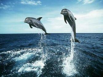 Wild Animals Wallpaper Desktop Online