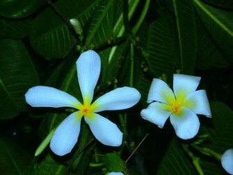 Plumeria Wallpaper