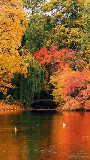 iPhone Wallpaper Fall Day HD