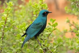Blue Bird High Quality And Resolution Wallpaper On