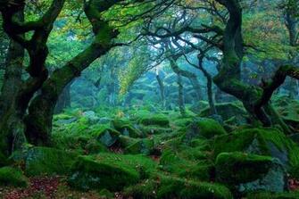 Forest Tree Moss Wallpaper