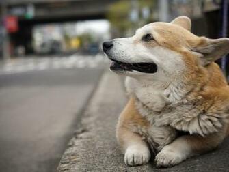 Welsh Corgi Pembroke On The Street Photo And Wallpaper Beautiful