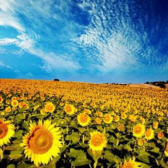 Beautiful Summer Sunflower 4k Wallpaper