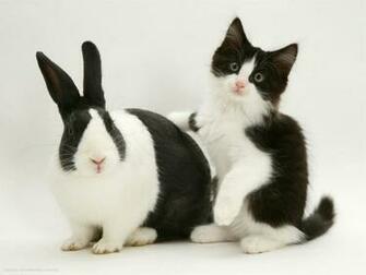 Desktop Wallpaper Cats And Kittens 413rsa2 Jpg Picserio