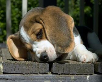 Puppies Wallpaper Dogs Names Breeds Training And Html