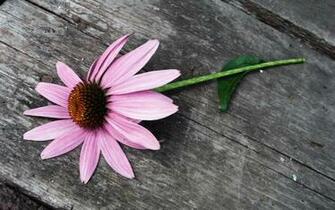 Pink Daisy Flower Wallpaper