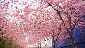Cherry Blossom Tree Wallpaper