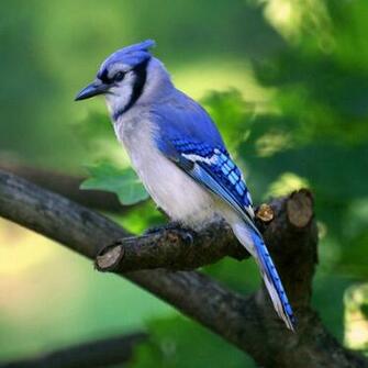 The Blue Jay Canadian Lovely Bird Basic Facts Information Beauty