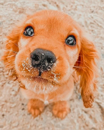 Dog Cute Aesthetic Pics Dogs Wallpaper