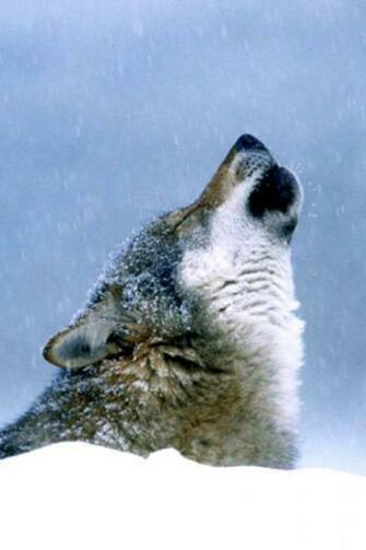 Wolf iPhone HD Wallpaper