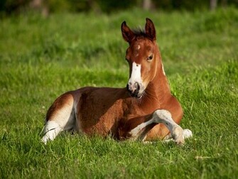 Beautiful Horse Wallpaper Stock Photos