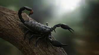 Black Scorpion HD Wallpaper
