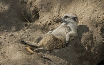 Lazy Meerkat Wallpaper Animal