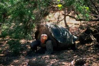 Wallpaper Tortoise