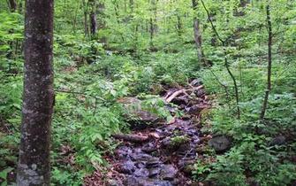 Forest Stream Desktop Wallpaper