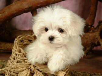 Wallpaper HD Puppy