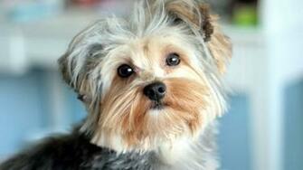 Yorkshire Terrier Wallpaper HD Pictures