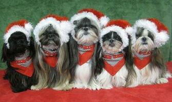 Hub Merry Christmas Greeting Card With Five Shih Tzu Beauties