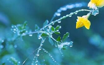 Bud Drops HD Wallpaper