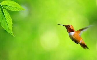 Colibri Ave Naturaleza Wallpaper