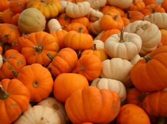 Scatter Girls Pumpkins Link Up