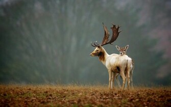 Wallpaper Animals Elk