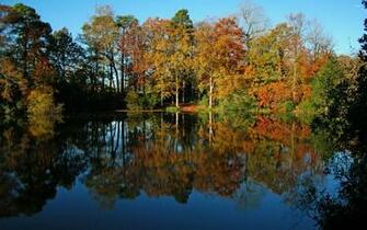 Reflecting The Yellow Trees Wallpaper Nature