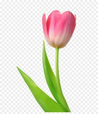 Skagit Valley Tulip Festival Desktop Wallpaper Cli White