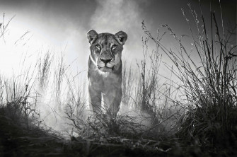 Black And White Lion Wallpaper