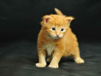Pictures Lolcat Funny Cat Desktop Wallpaper Picture X