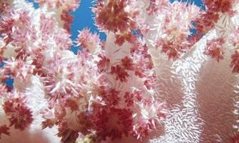 Coral Closeup Flowers HD Wallpaper Pink Soft