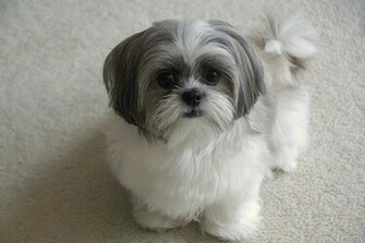 Shih Tzu My Doggy Rocks