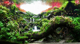 Amazing Aquascape Wallpaper