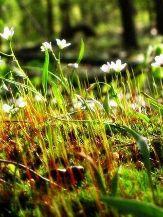 New Life Growing Up Wallpaper For Samsung Corby
