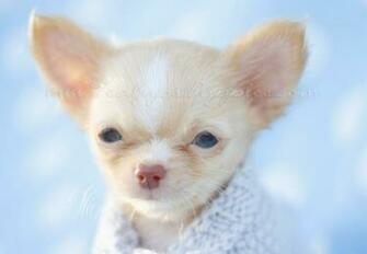 Chihuahuas Chihuahua Puppies And Teacup