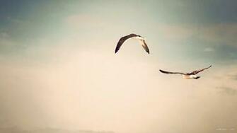 Flying Birds HD Wallpaper