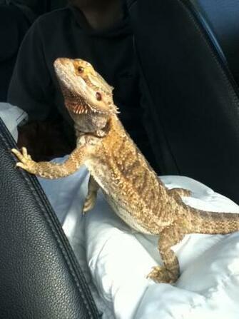 Funny Bearded Dragon