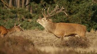 Animal Deer Wallpaper