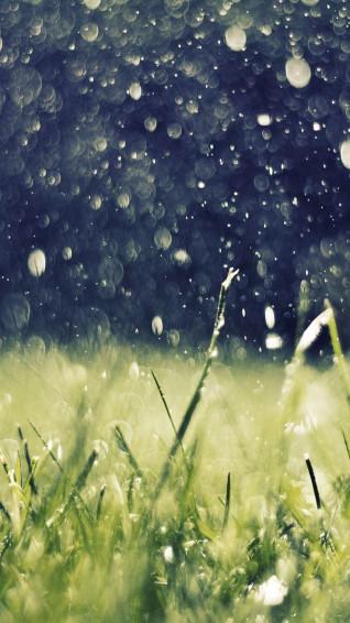Spring Rain Grass Wallpaper