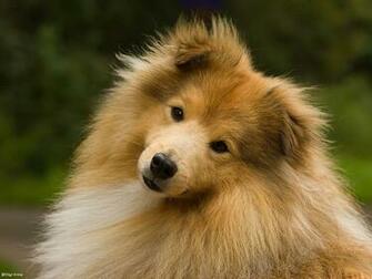 Sheltie Wallpaper