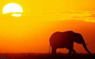 Silhouette Wallpaper Animal Desktop Background