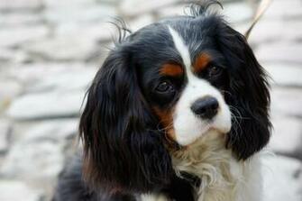 Cavalier King Charles Spaniel Dog Breeds Pictures And Info