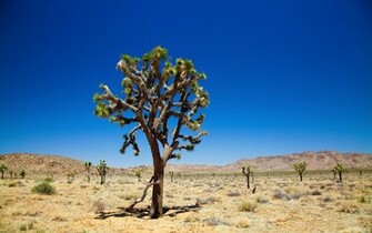 Joshua Tree Tuxboard