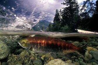 Salmon Wallpaper