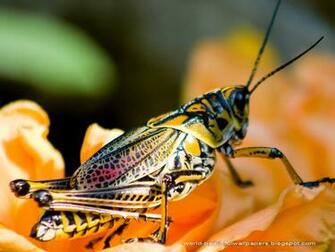 Hot Actress Wallpaper Grasshoppers