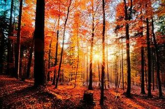 Nature Autumn Leaves Fall Woods Forest Trees