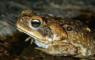 4k Ultra HD Animal Wallpaper Image Biography And India S